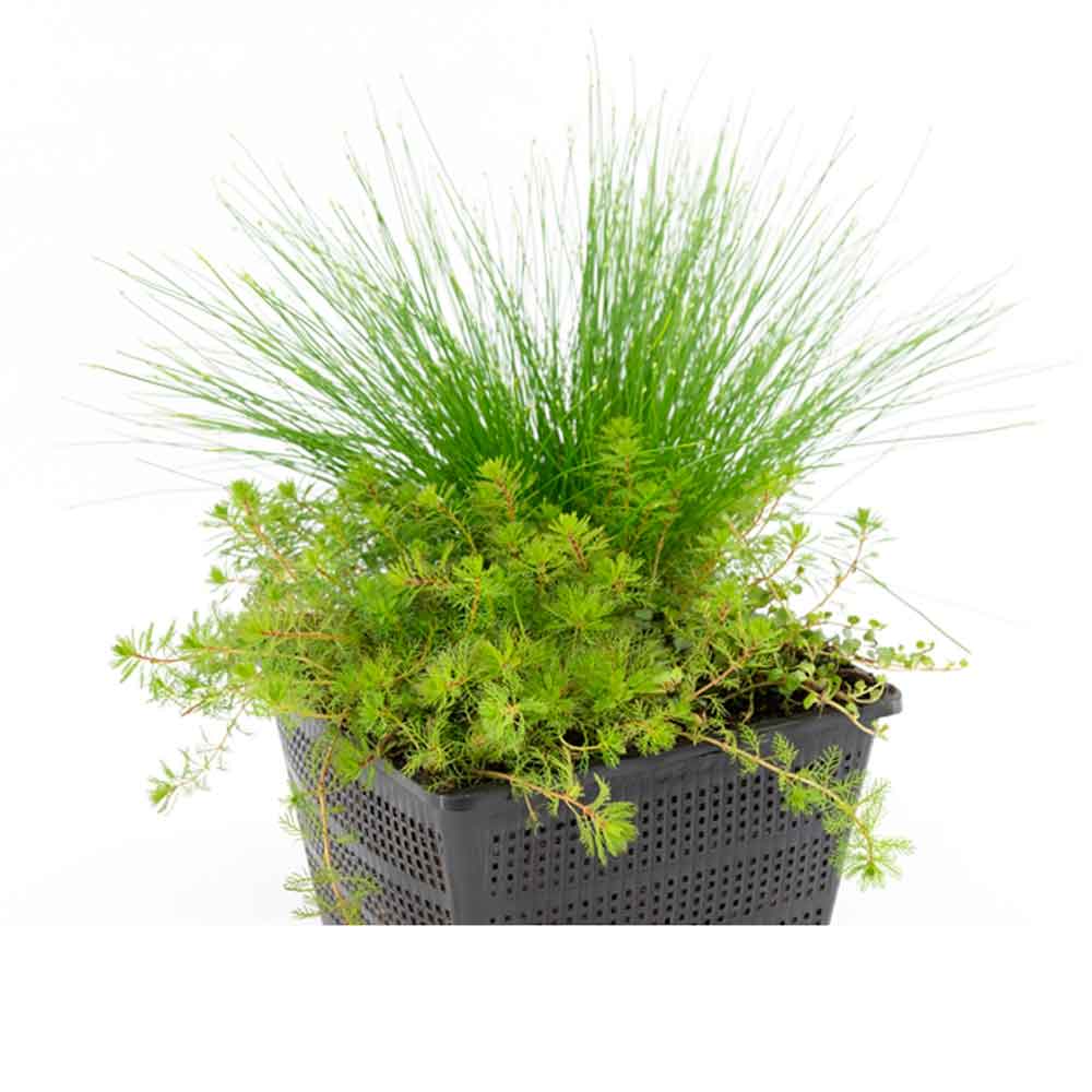 Oxygen plant mix basket for 1m3