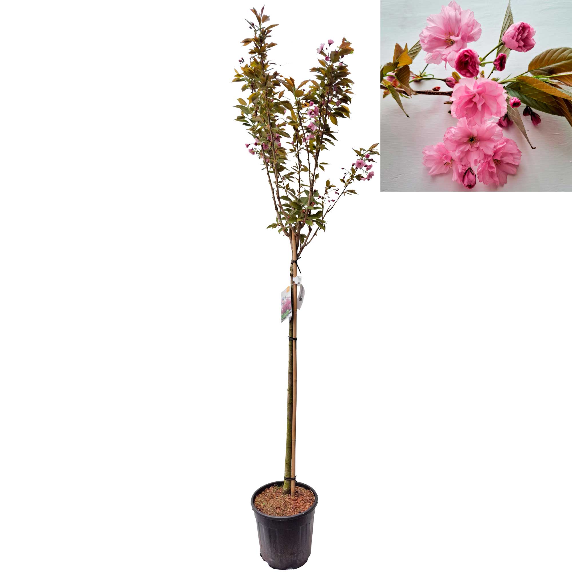 Prunus serr. 'Kanzan' 120 cm stam C18