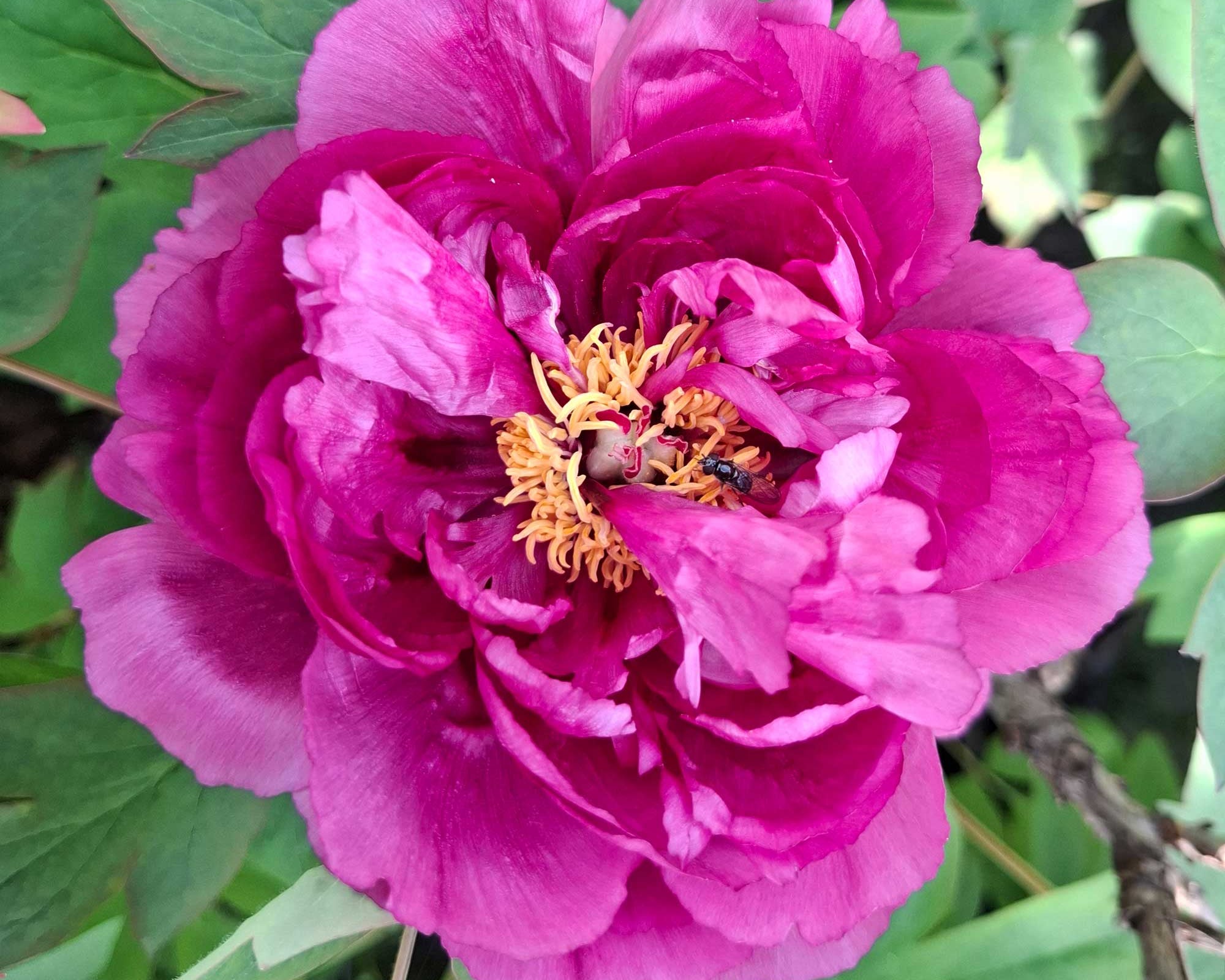 Paeonia suffruticosa, Purpur