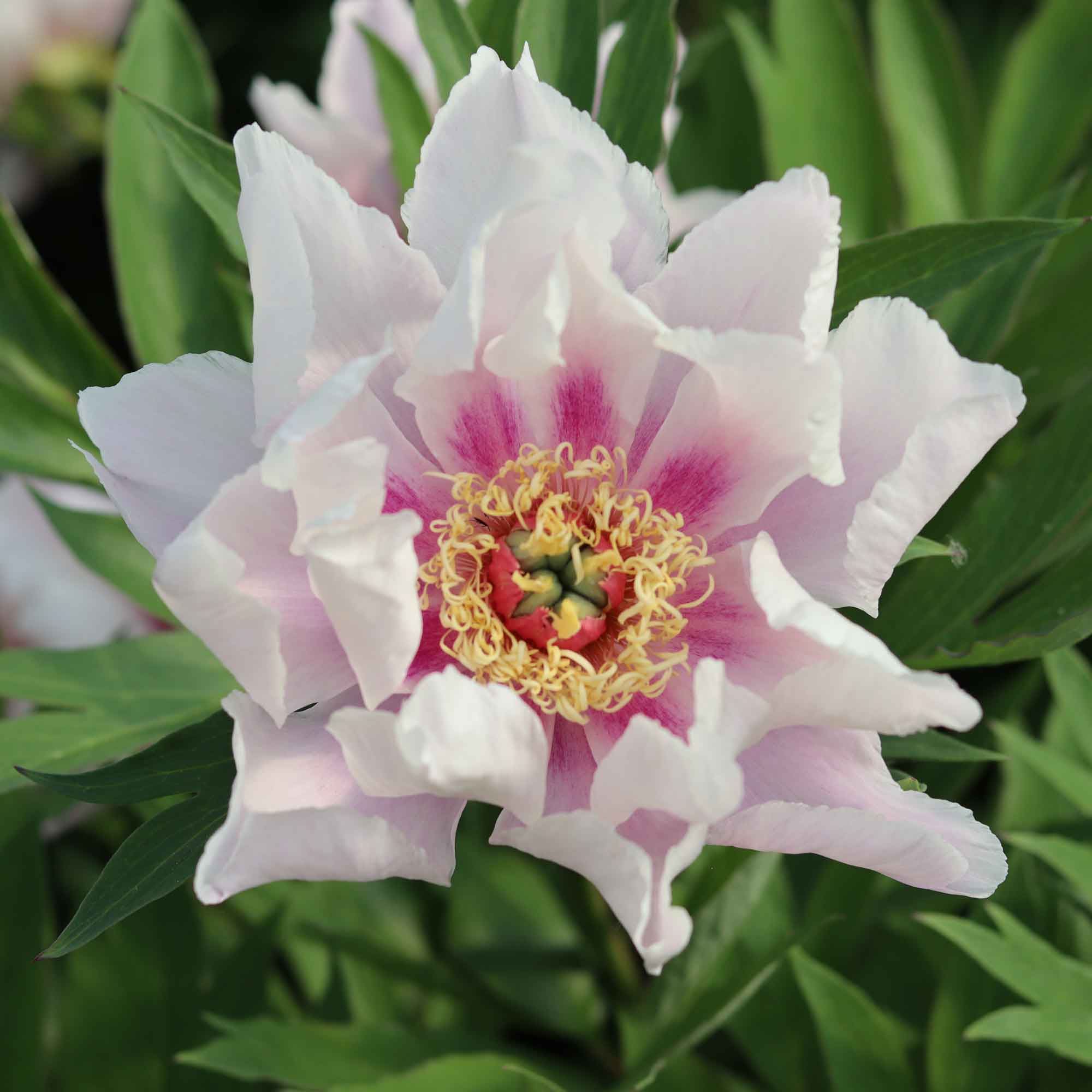 Peony Itoh hybrid - Paeonia 'Ballarena de Saval'