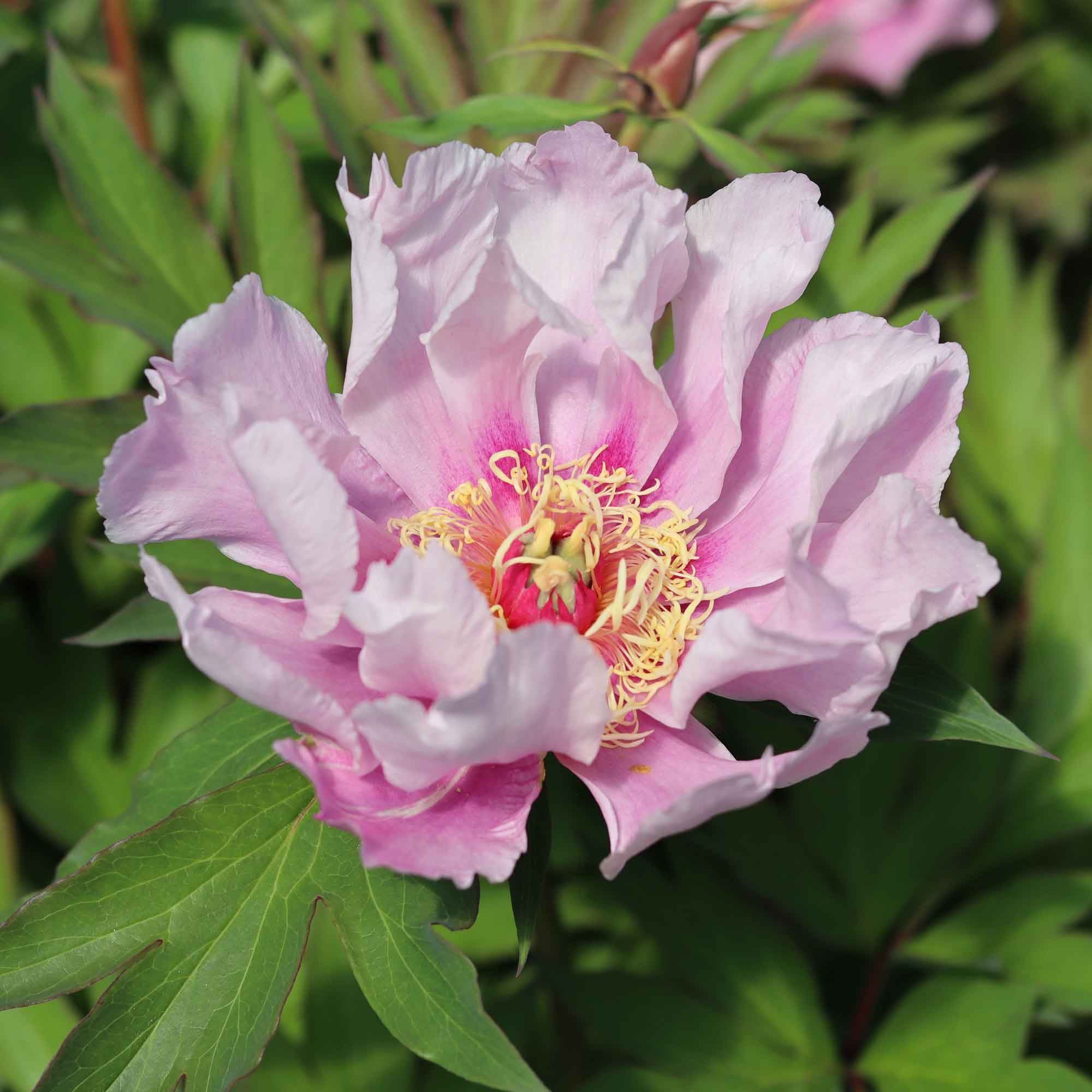 Peony Itoh hybrid - Paeonia 'Ballarena de Saval'
