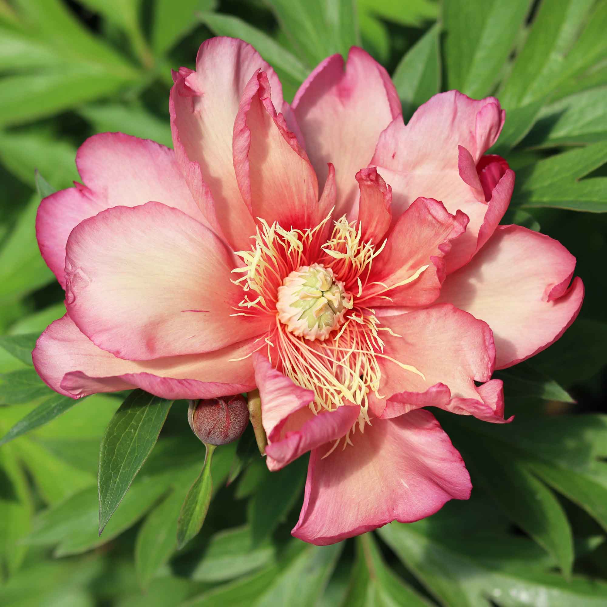 Paeonia 'Copper Kettle'