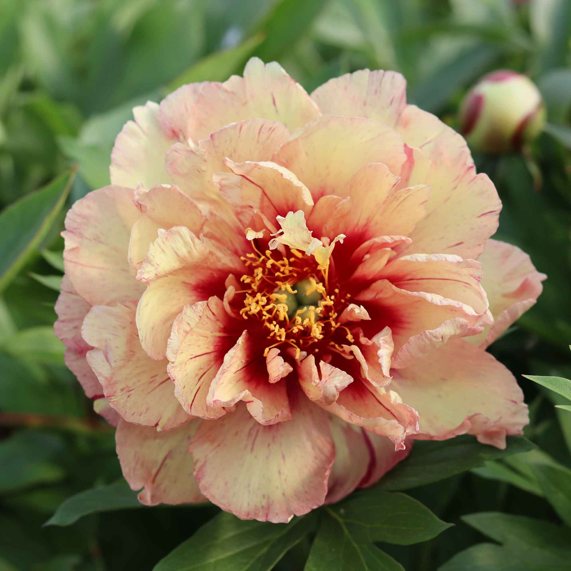 Paeonia 'Copper Kettle'