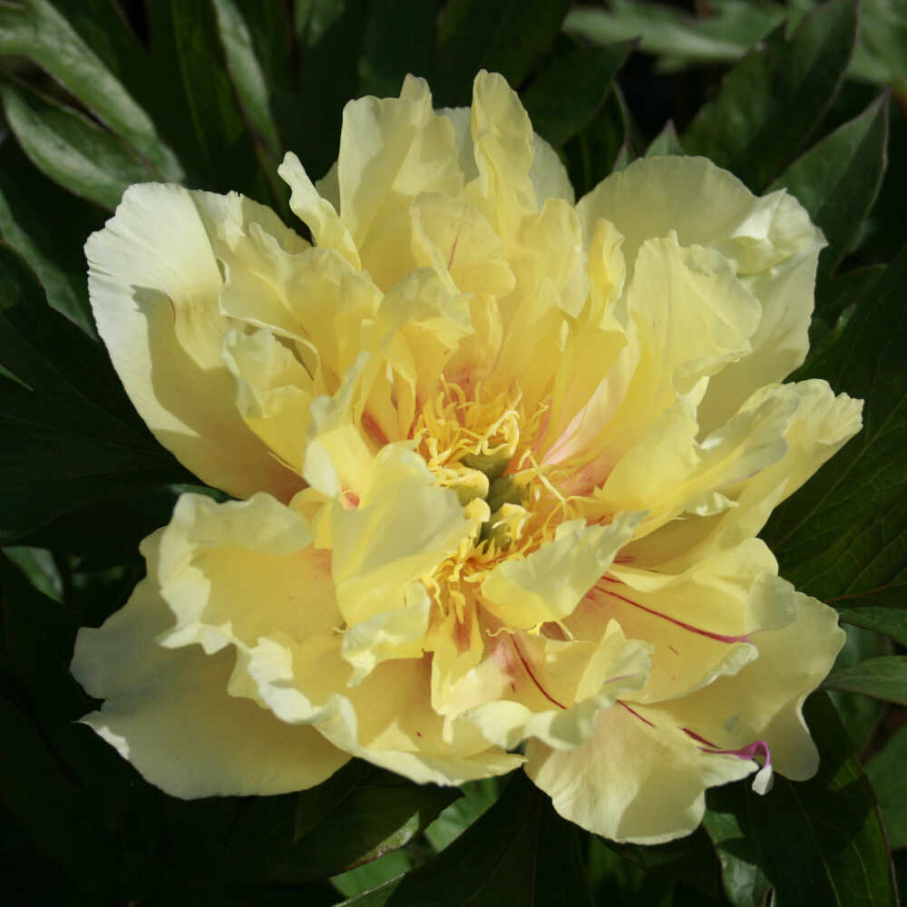 Pæon Itoh-hybrid - Paeonia 'Lemon Dream'