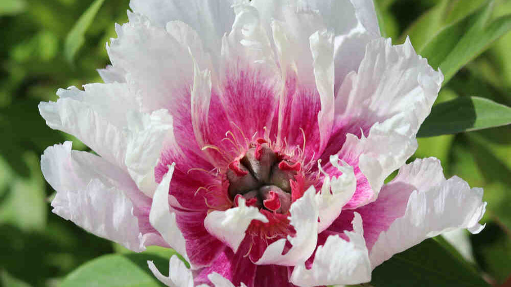 Paeonia Itoh-hybrid 'Raggedy Ann'