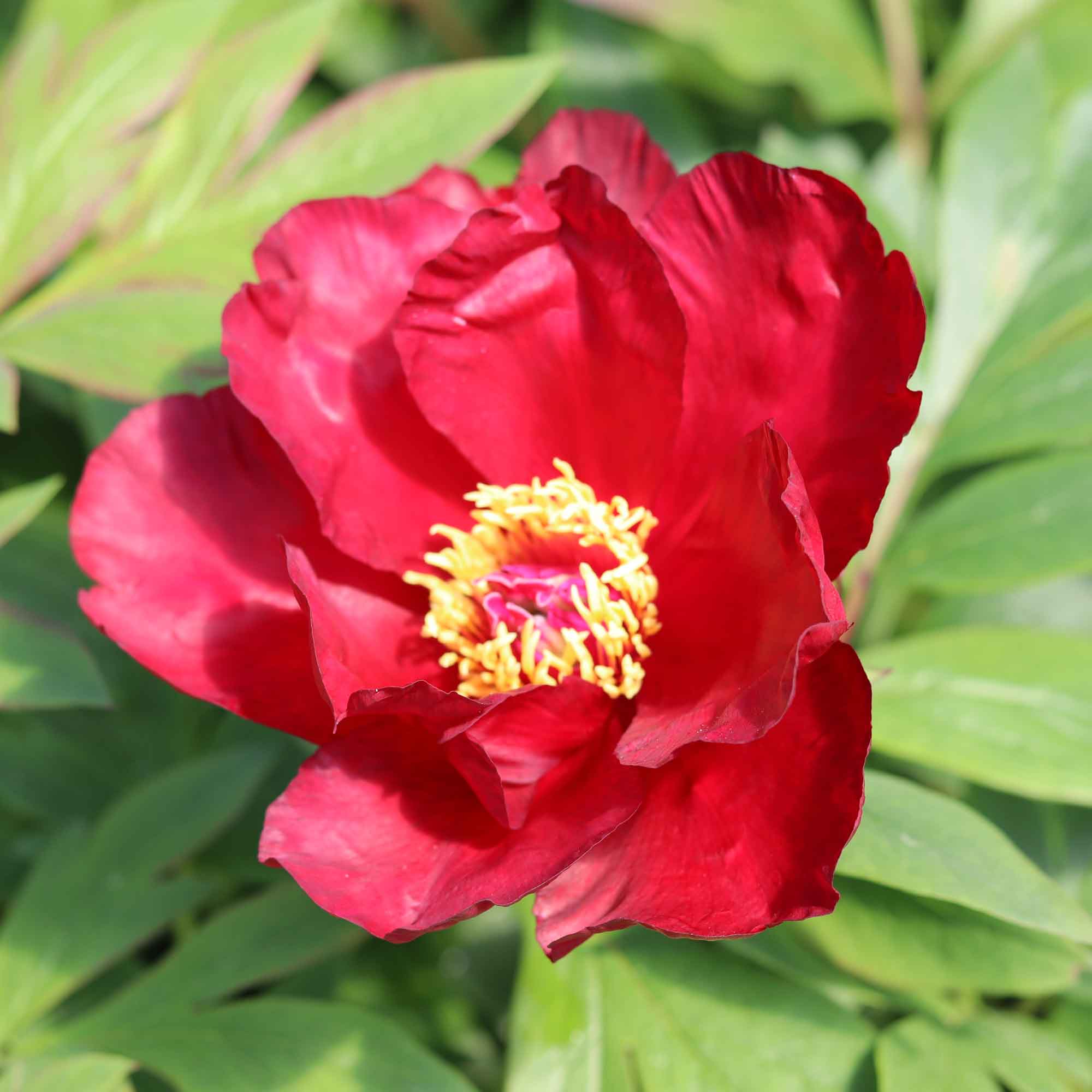 Paeonia itoh 'Scarlet Heaven'
