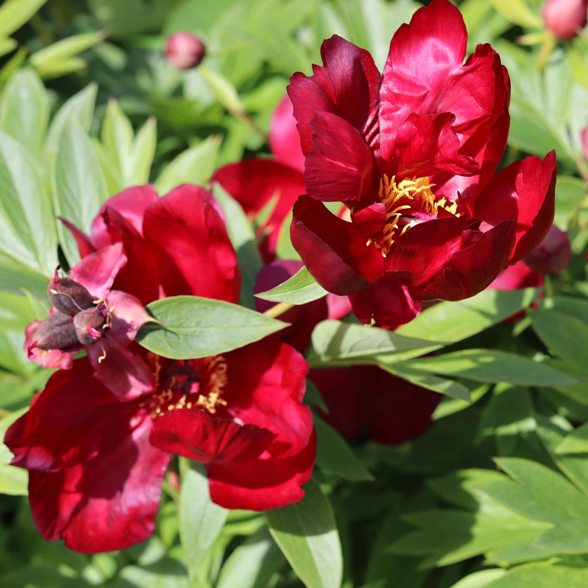 Paeonia itoh 'Scarlet Heaven'
