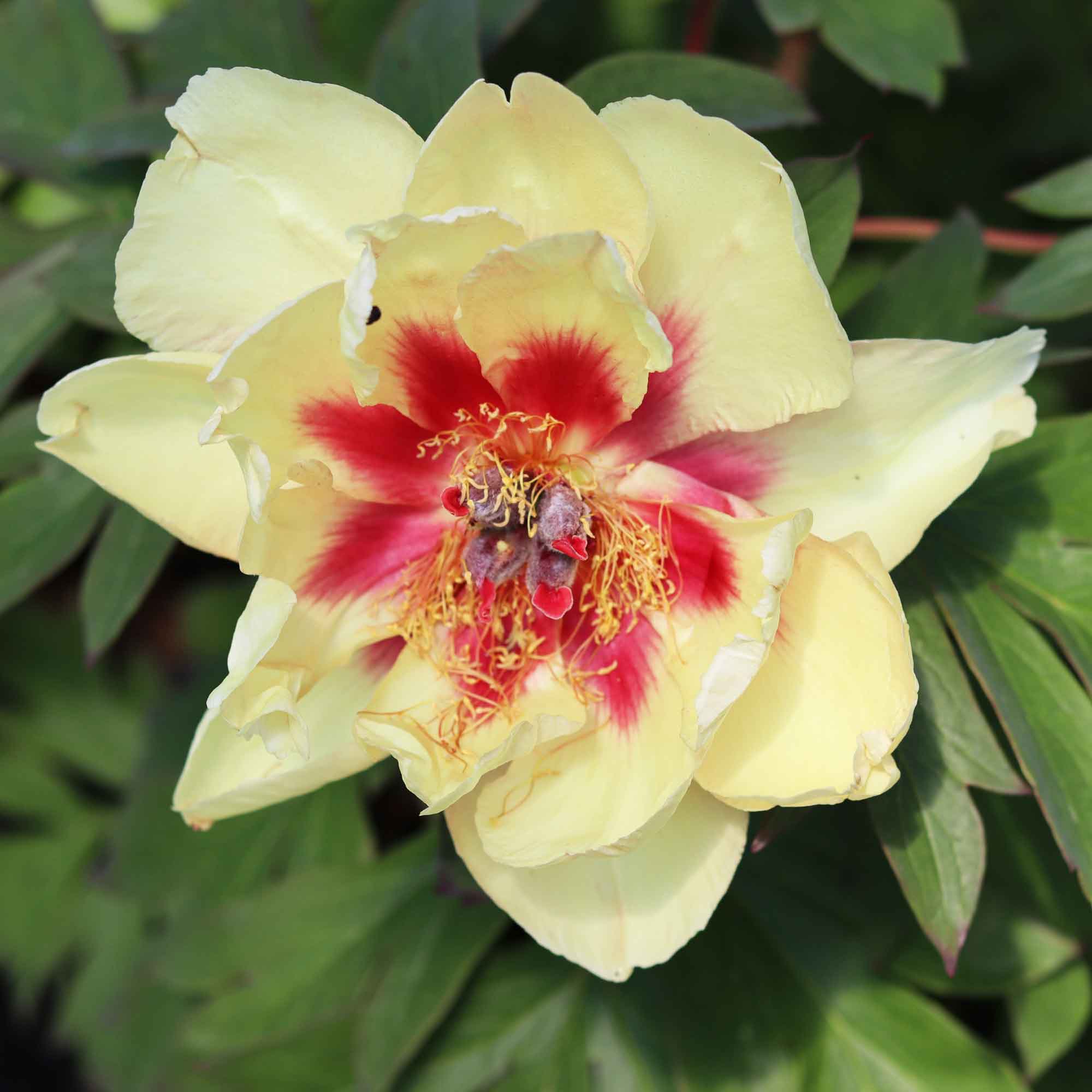 Paeonia itoh hybrid 'Sonoma Apricot'