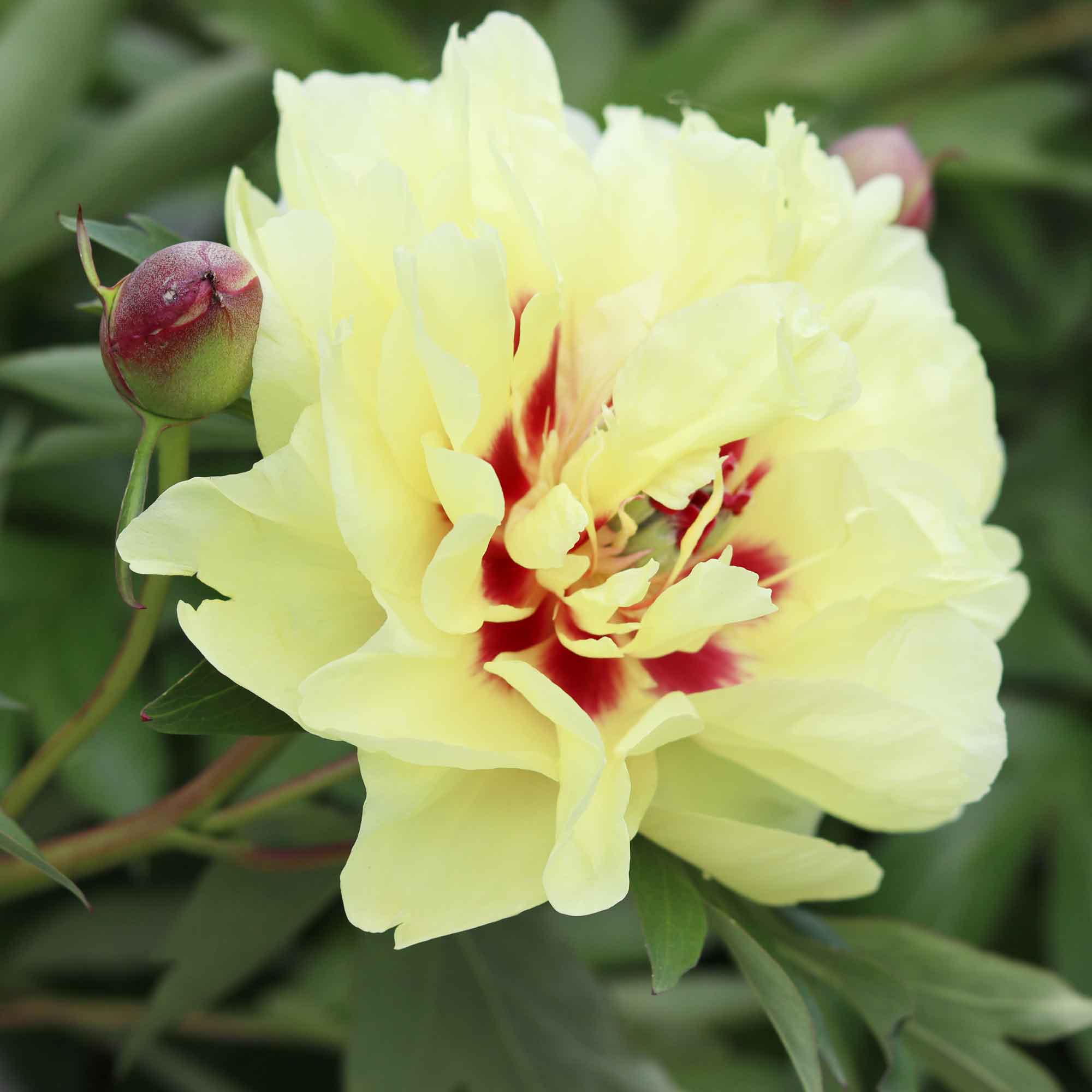 Peony Itoh hybrid - Paeonia 'Yellow Waterlily'