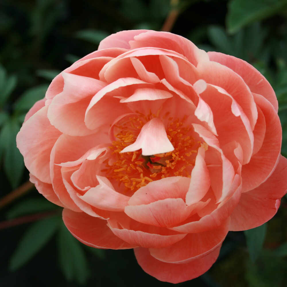 Silkepæon - Paeonia lactiflora 'Coral Charm'