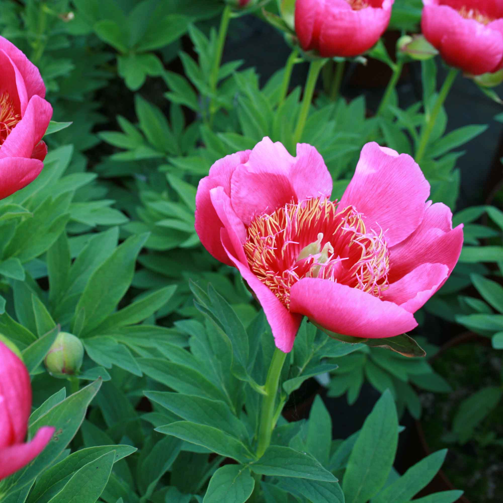 Paeonia officinalis 'Anemoniflora'
