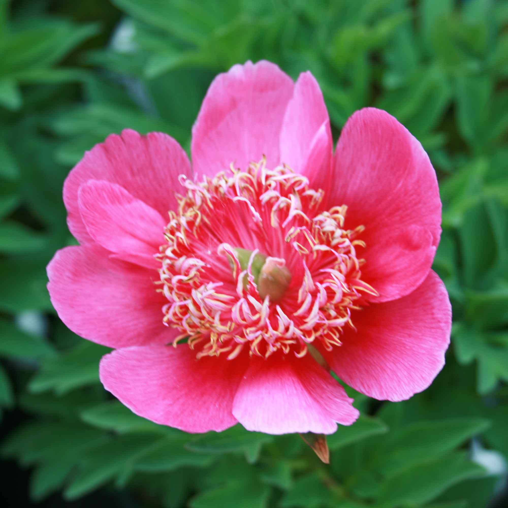 Paeonia officinalis 'Anemoniflora'