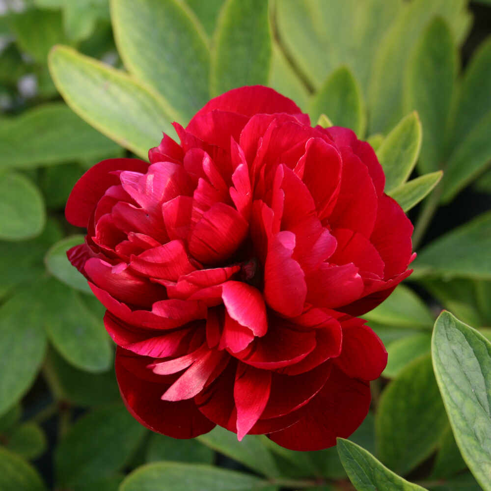 Garden rose - Paeonia officinalis 'Rubra Plena'