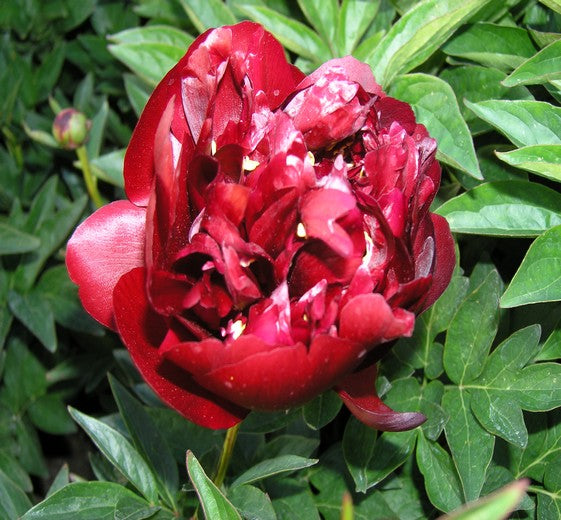 Paeonia lact. 'Buckeye Belle' 2 L