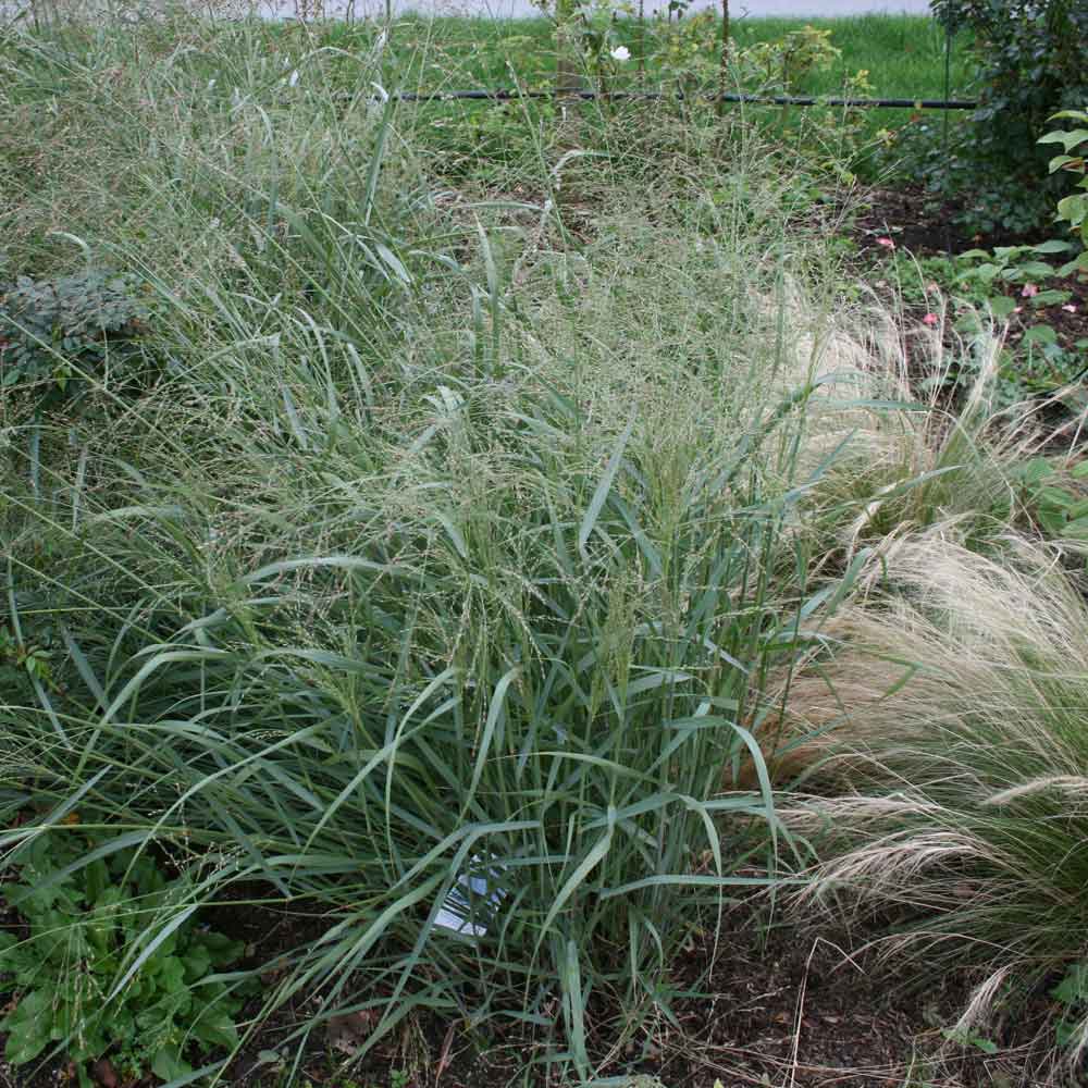 Panicum virgatum 'Prairie Sky' 9 cm