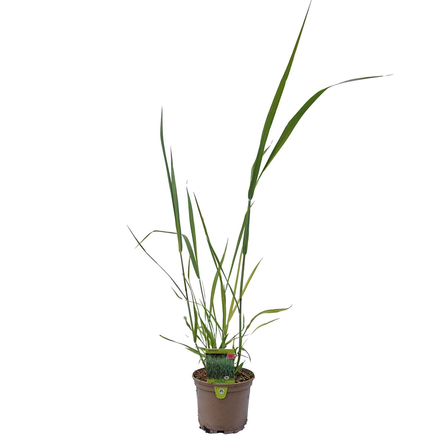 Panicum virgatum 'Dallas Blues' 1L
