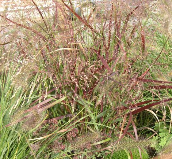Panicum virg. 'Heiliger Hain' 1 L