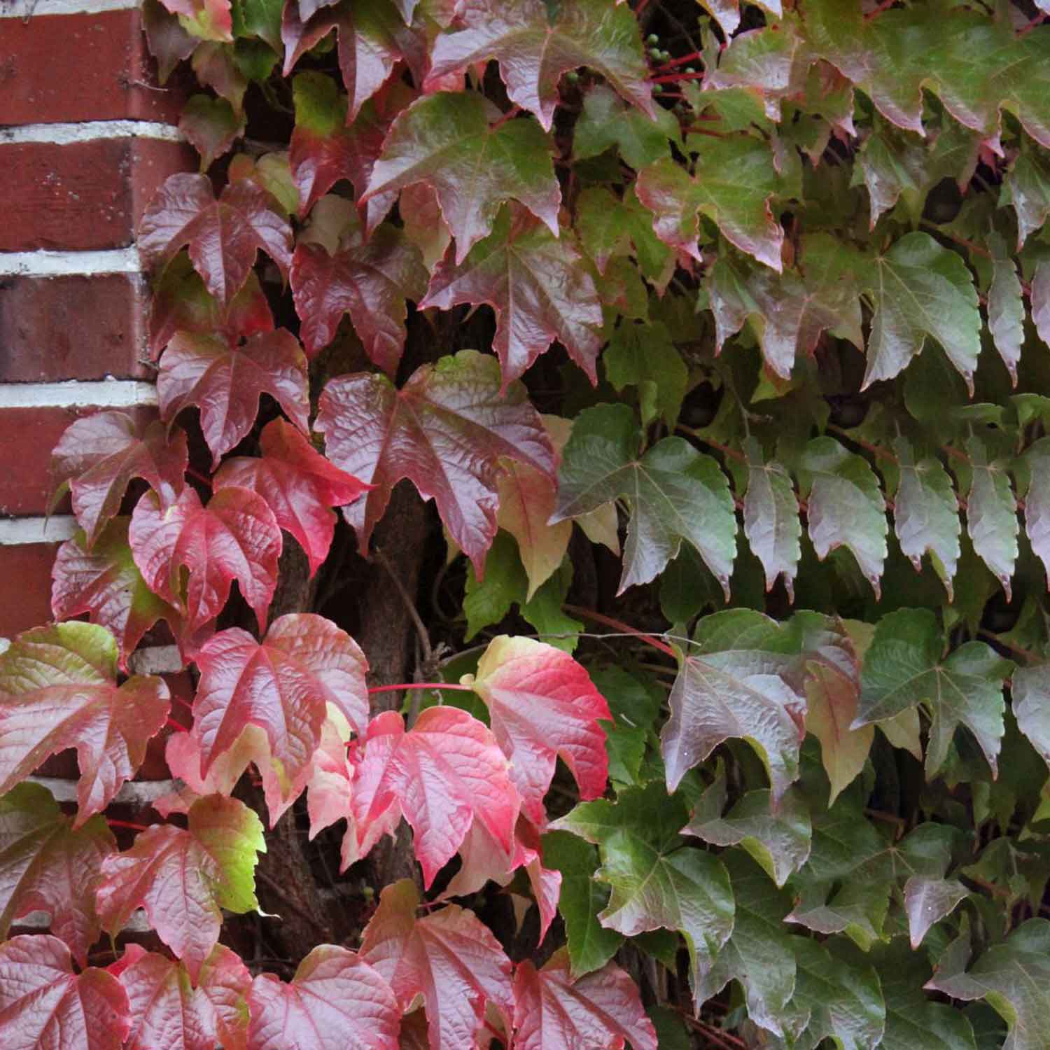 Parthenocissus tric.'Veitchii' C2,3 60- 100