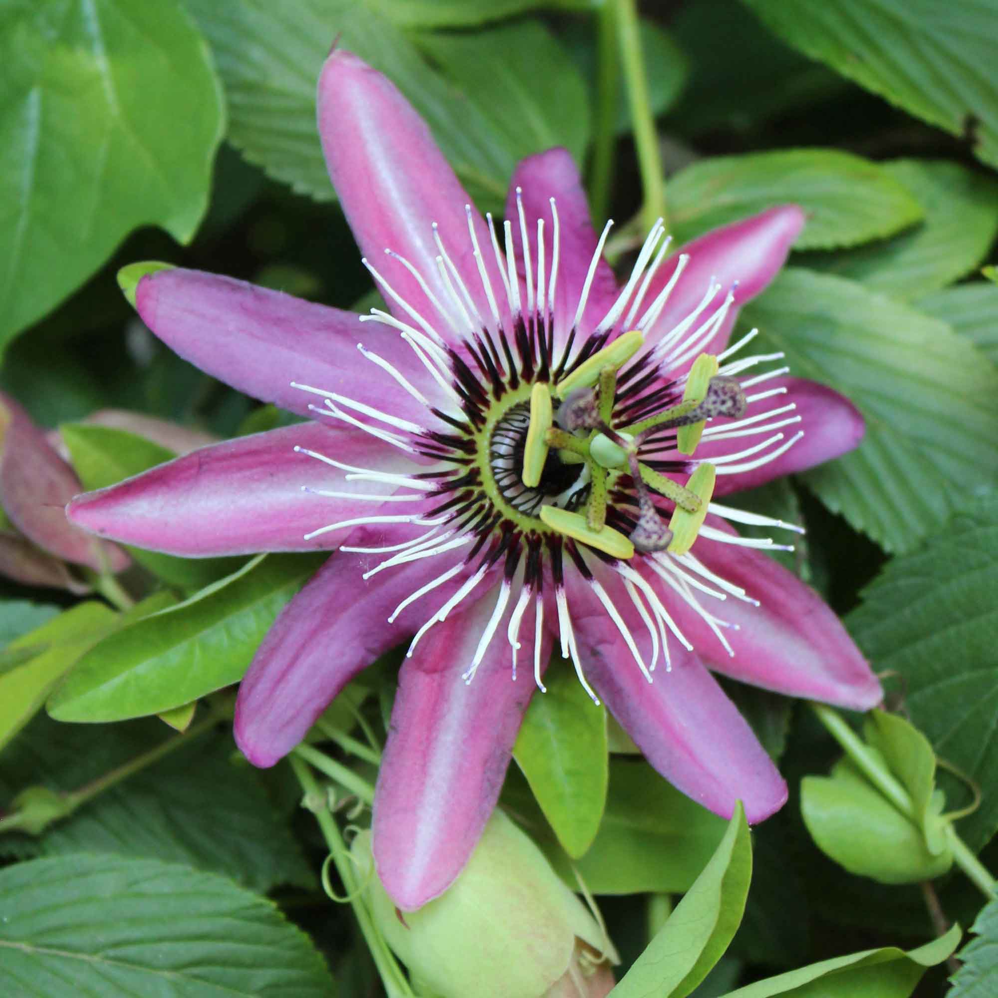 Passiflora caerulea 'Lavender Lady' C2,3 40- 60