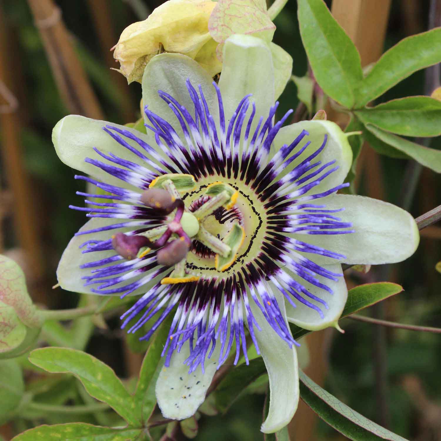 Passiflora caerulea 'Purple Haze' C2,3 40- 60