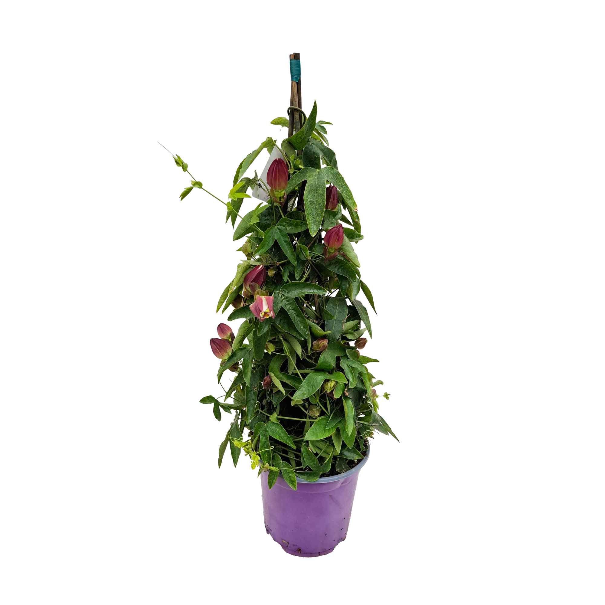 PASSIFLORA PYRAMID D19 H75 - VIOLA