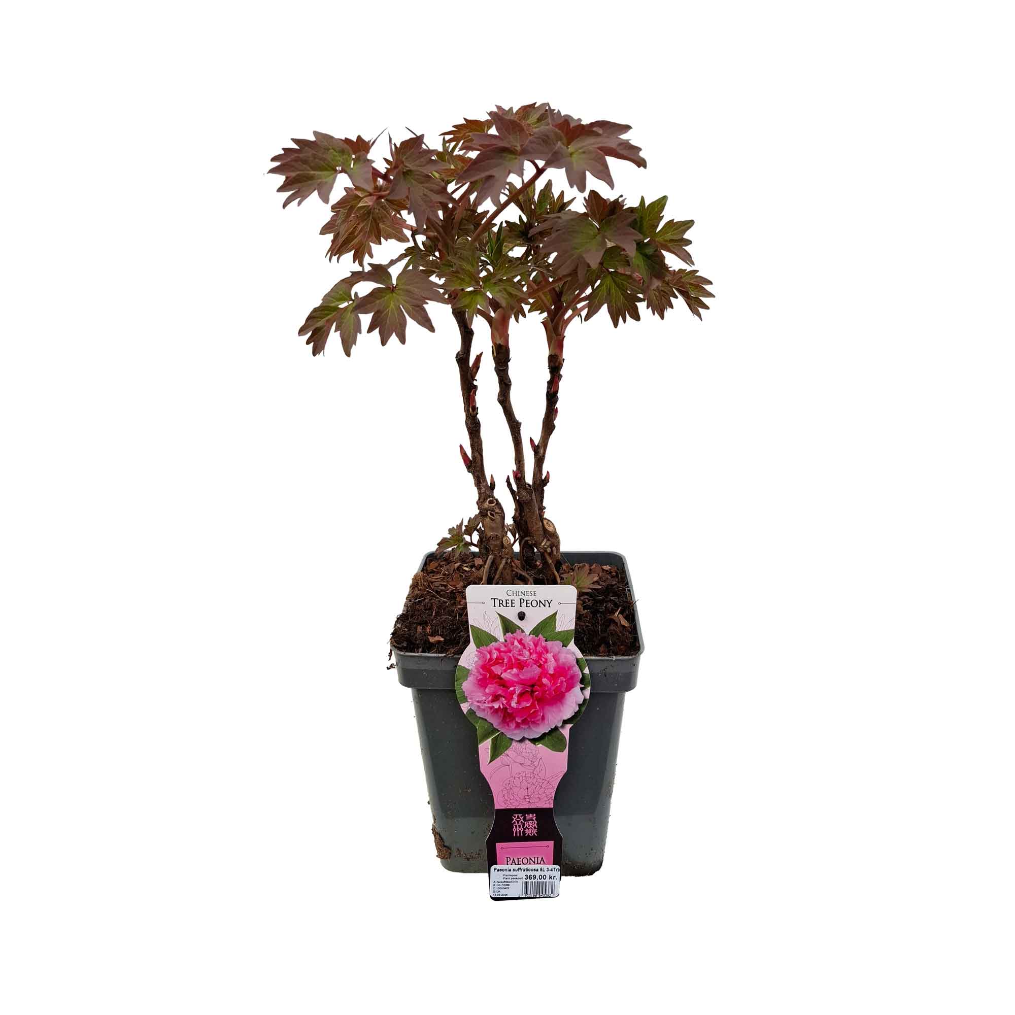 Paeonia suffruticosa 5L 3-4Trb