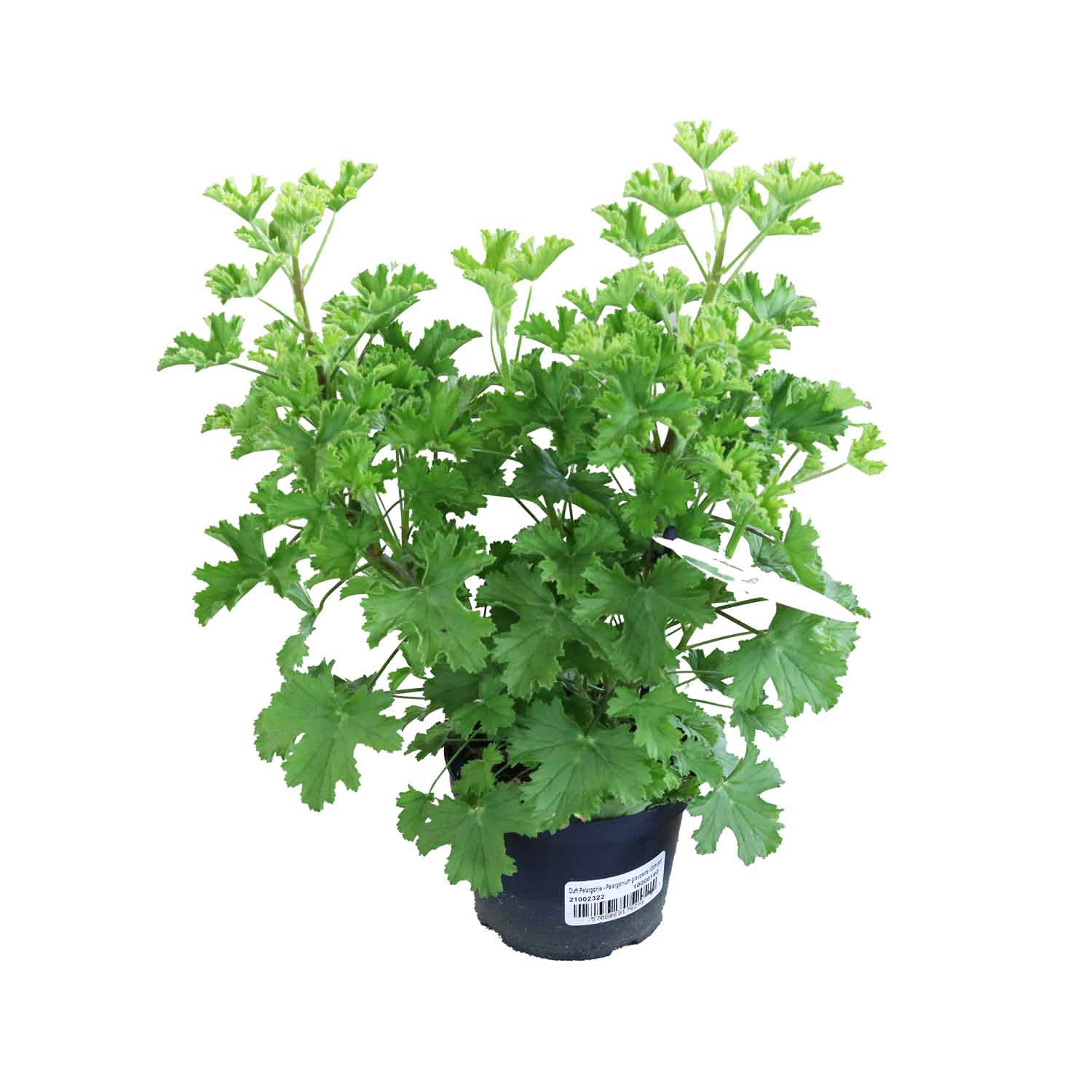 Doftpelargonium - Pelargonium gravolens 12cm kruka