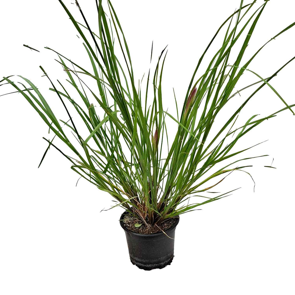 Pennisetum alop. 'RedHead' 2L