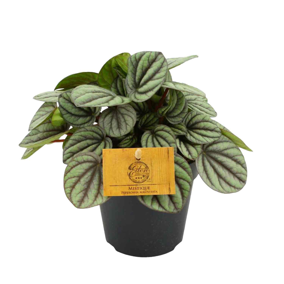 Peperomia albovittata Mistique 12cm