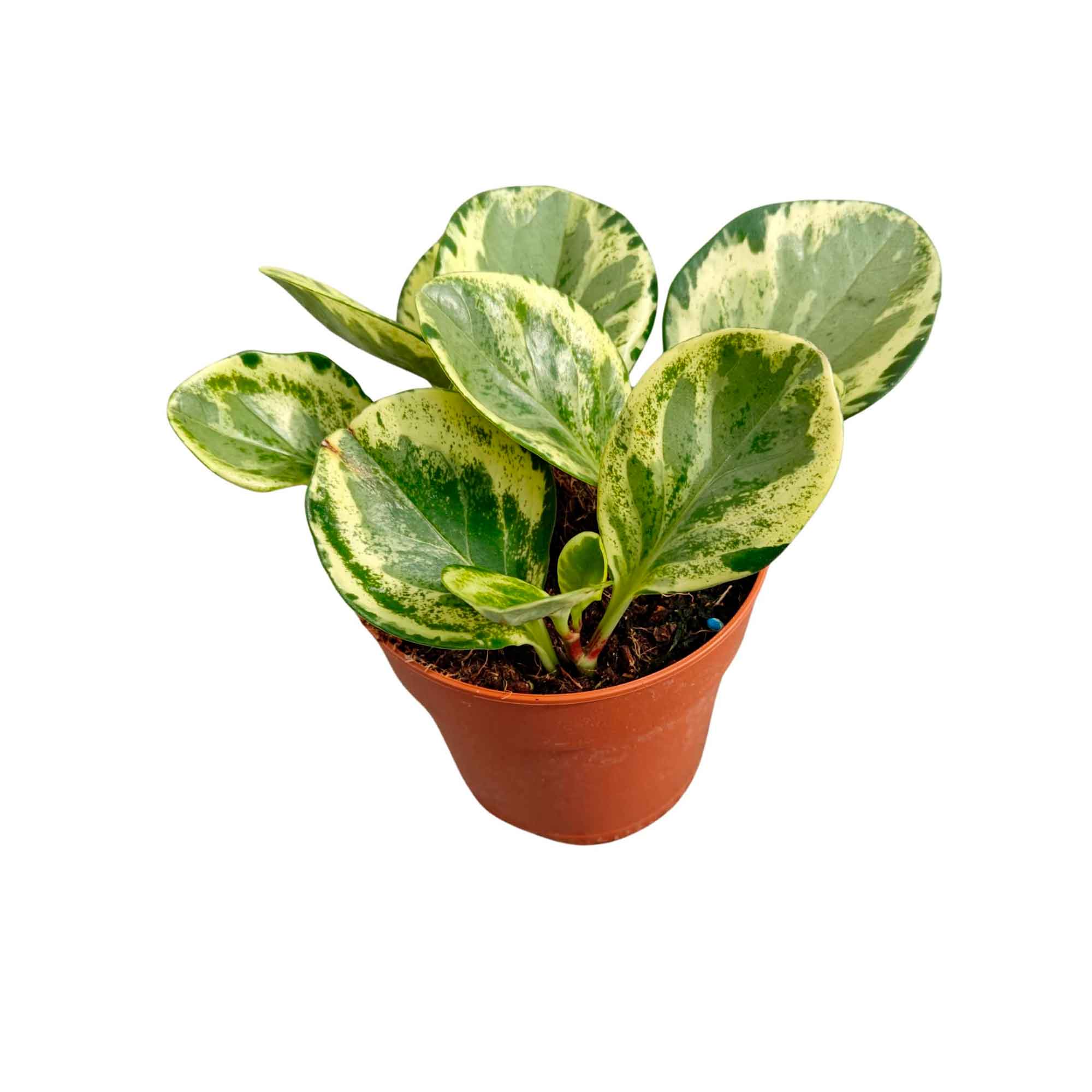 Peperomia obtusifolia 'Variegata' 12cm