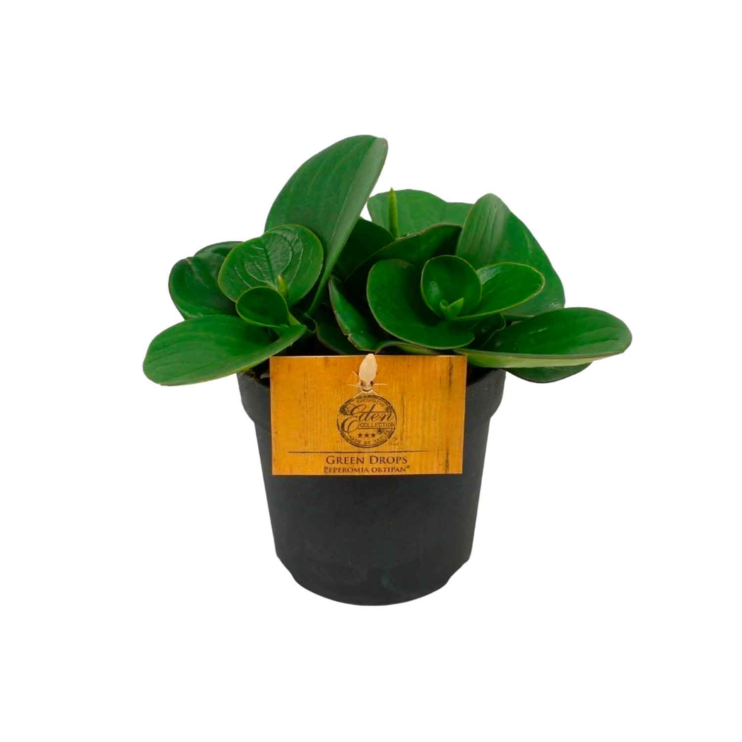 Peperomia obtusifolia 'Obtipan' 10,5cm