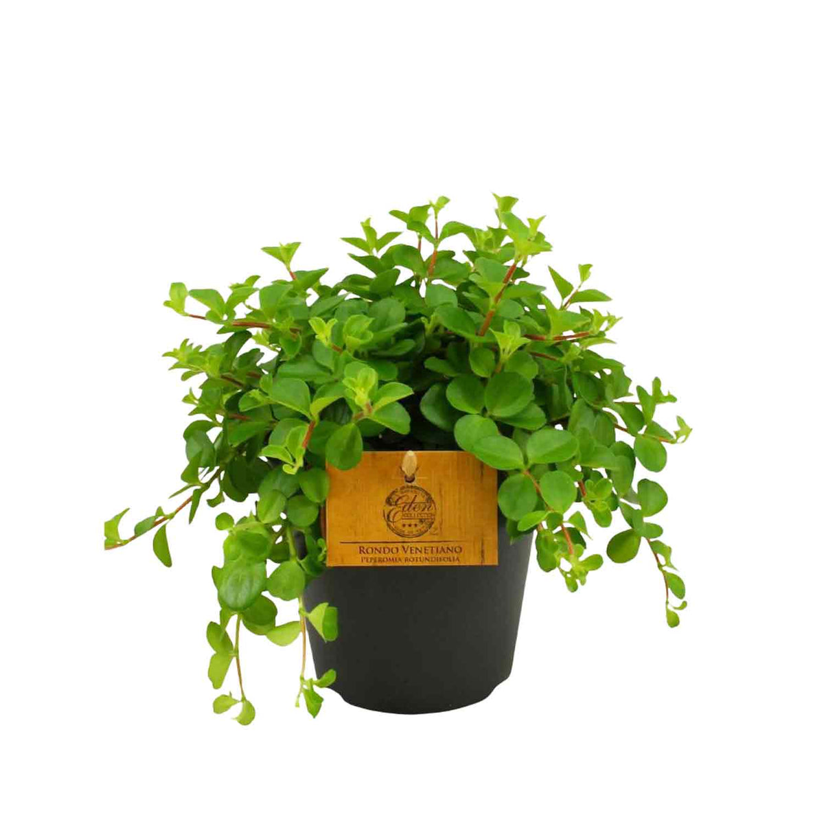 Peperomia rotundifolia 12cm