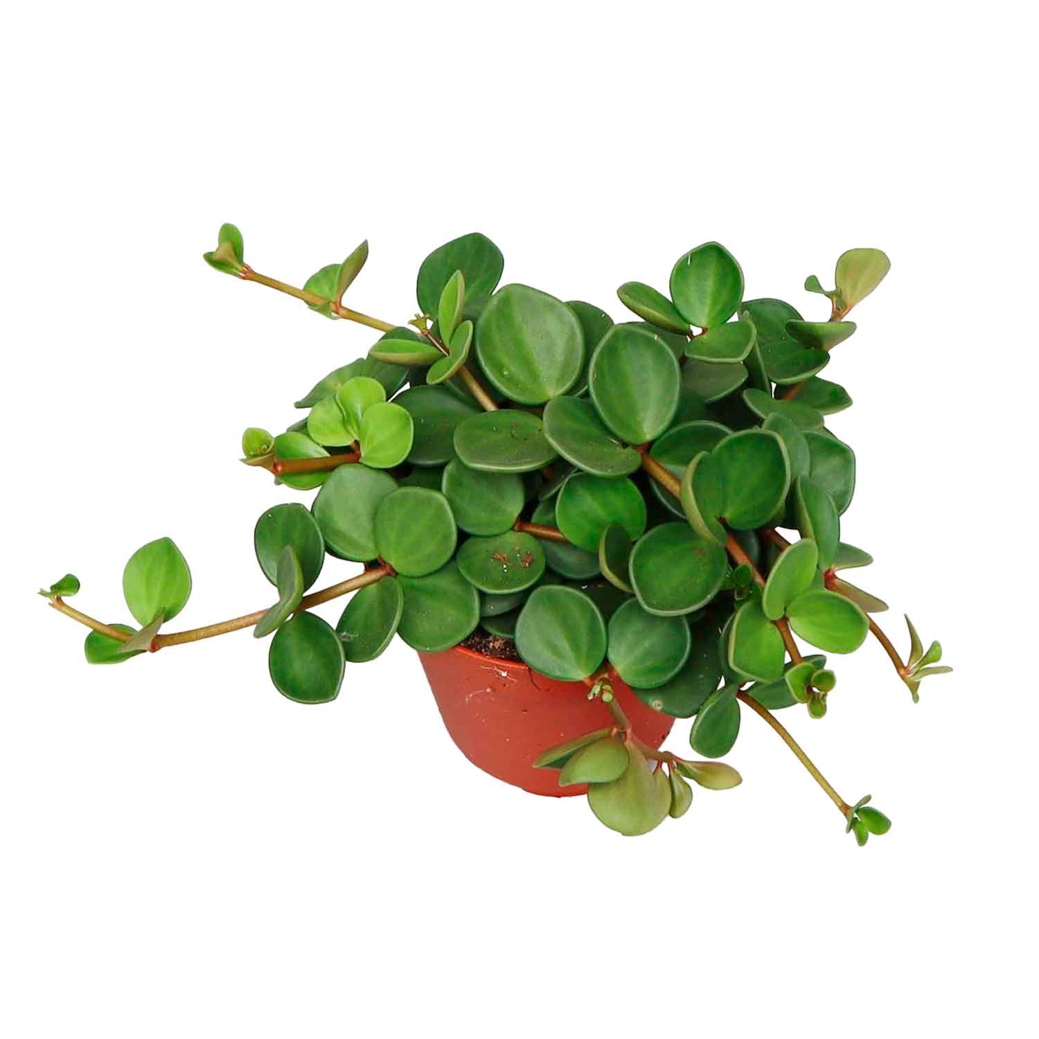 Peperomia tetraphylla 'Hope' 12cm