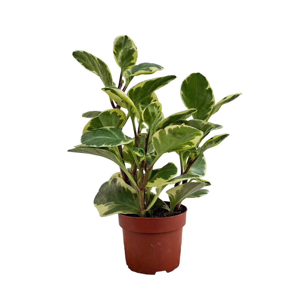 Peperomia obtusifolia 'Variegata' 12cm