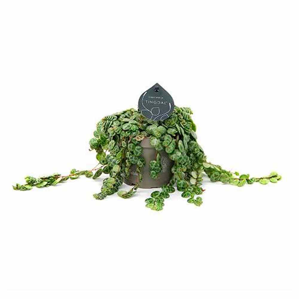 Peperomia prostrata 11cm