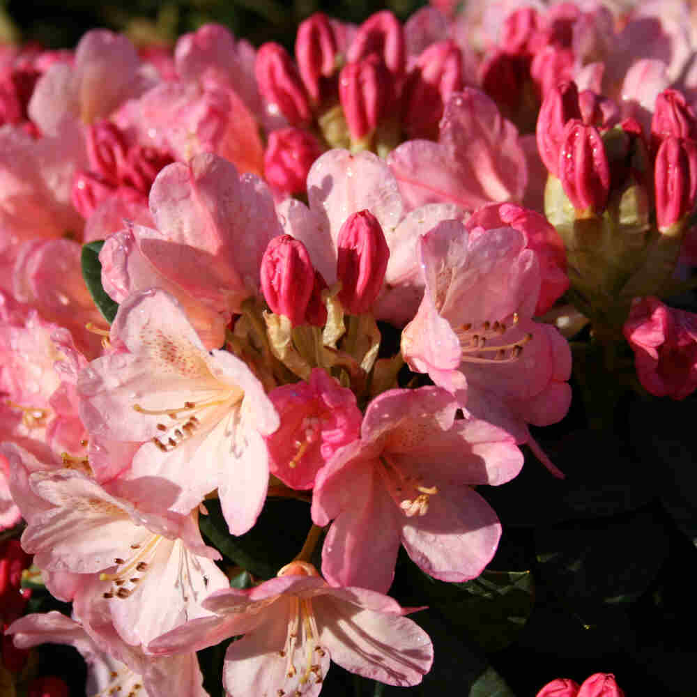 Rhododendron Yak. 'Percy Wiseman' 30-40 - C5