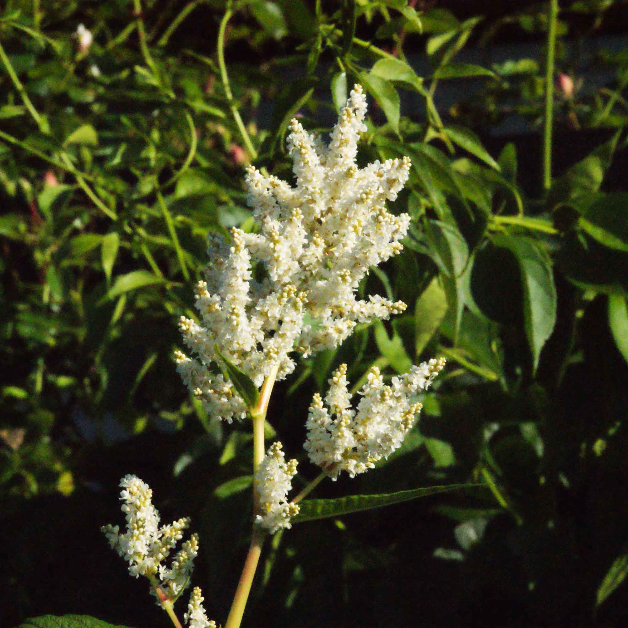 Persicaria polymorpha 9cm