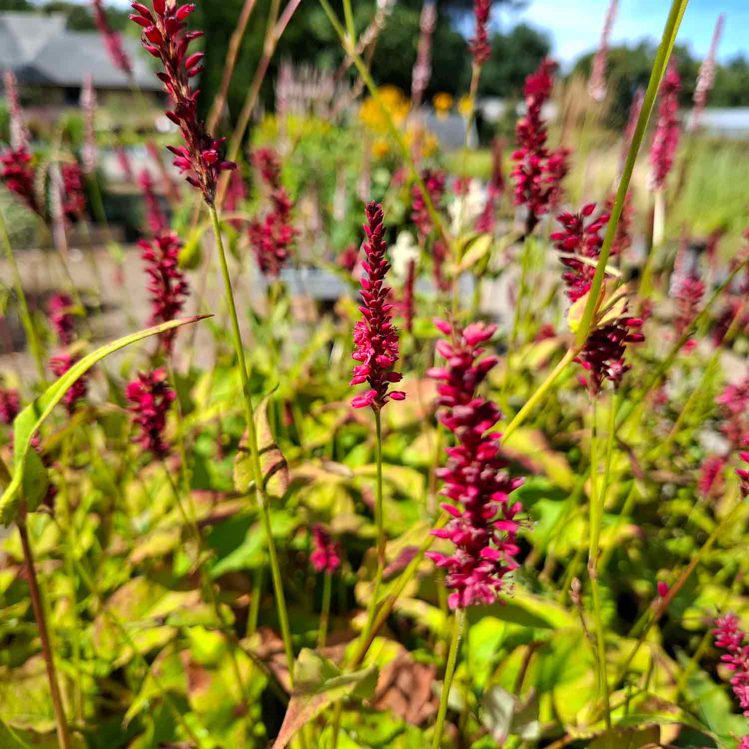 Persicaria a. 'Lisan' P9
