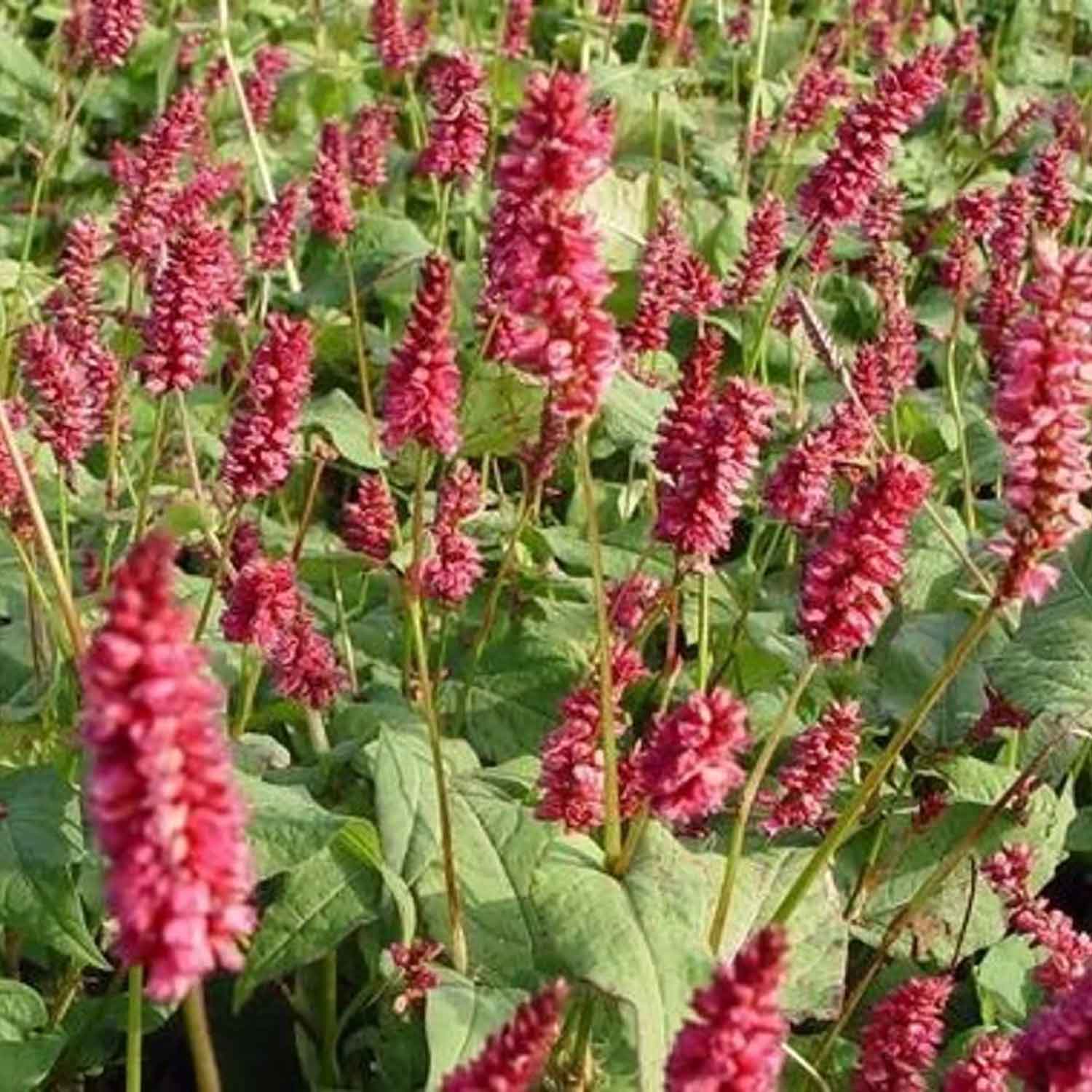 Persicaria a. 'Lisan' P9