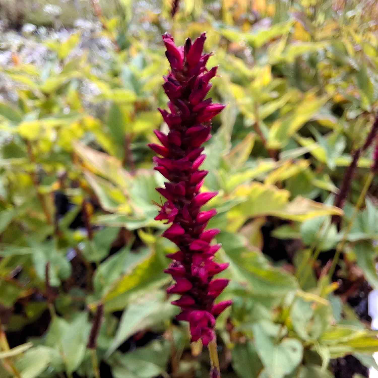 Persicaria a. 'Vesuvius' 9cm