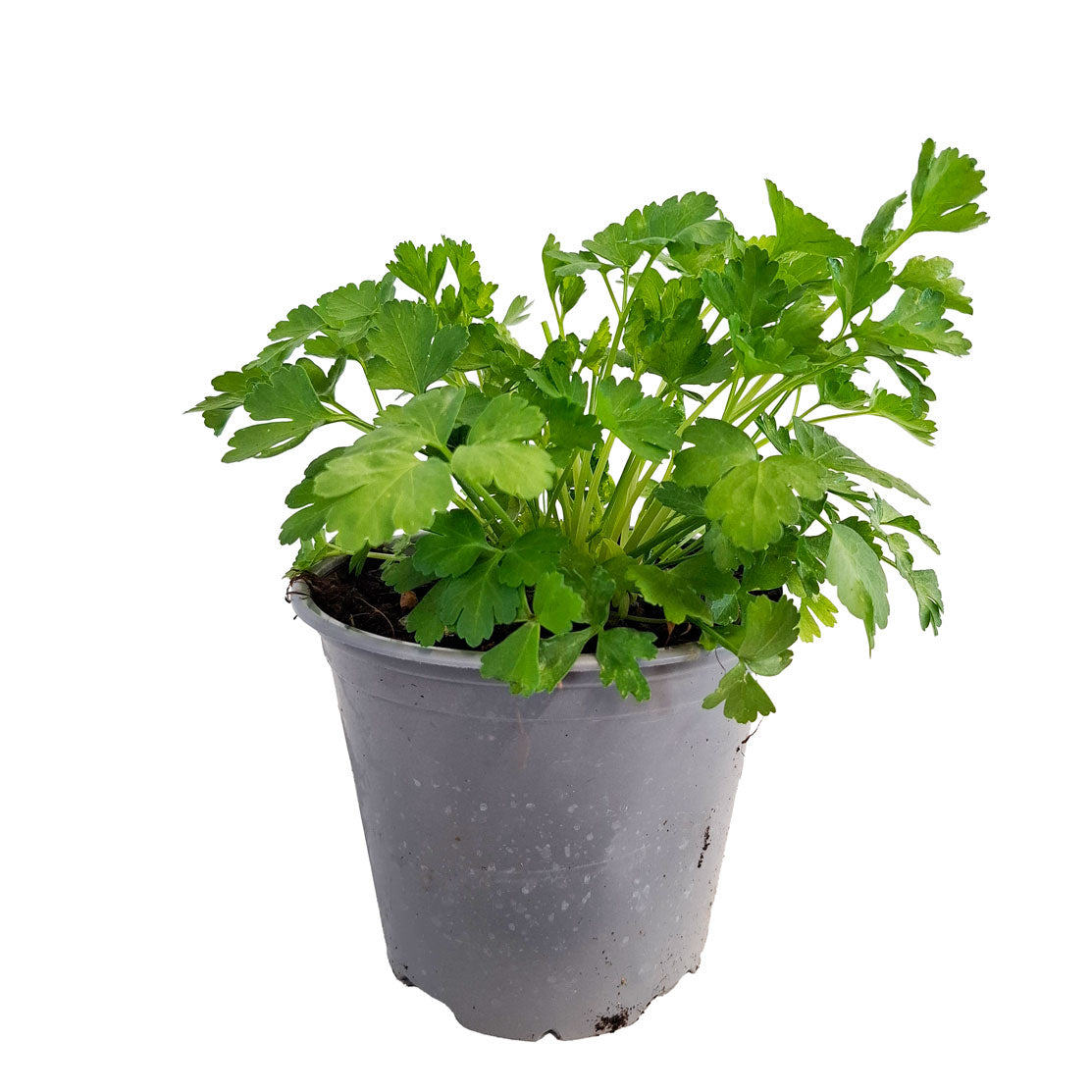 Petroselinum Sativum Bush D14