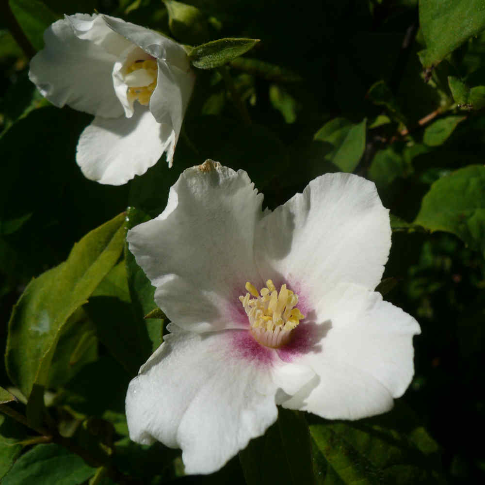 Philadelphus 'Belle Etoile' 30/40 C3