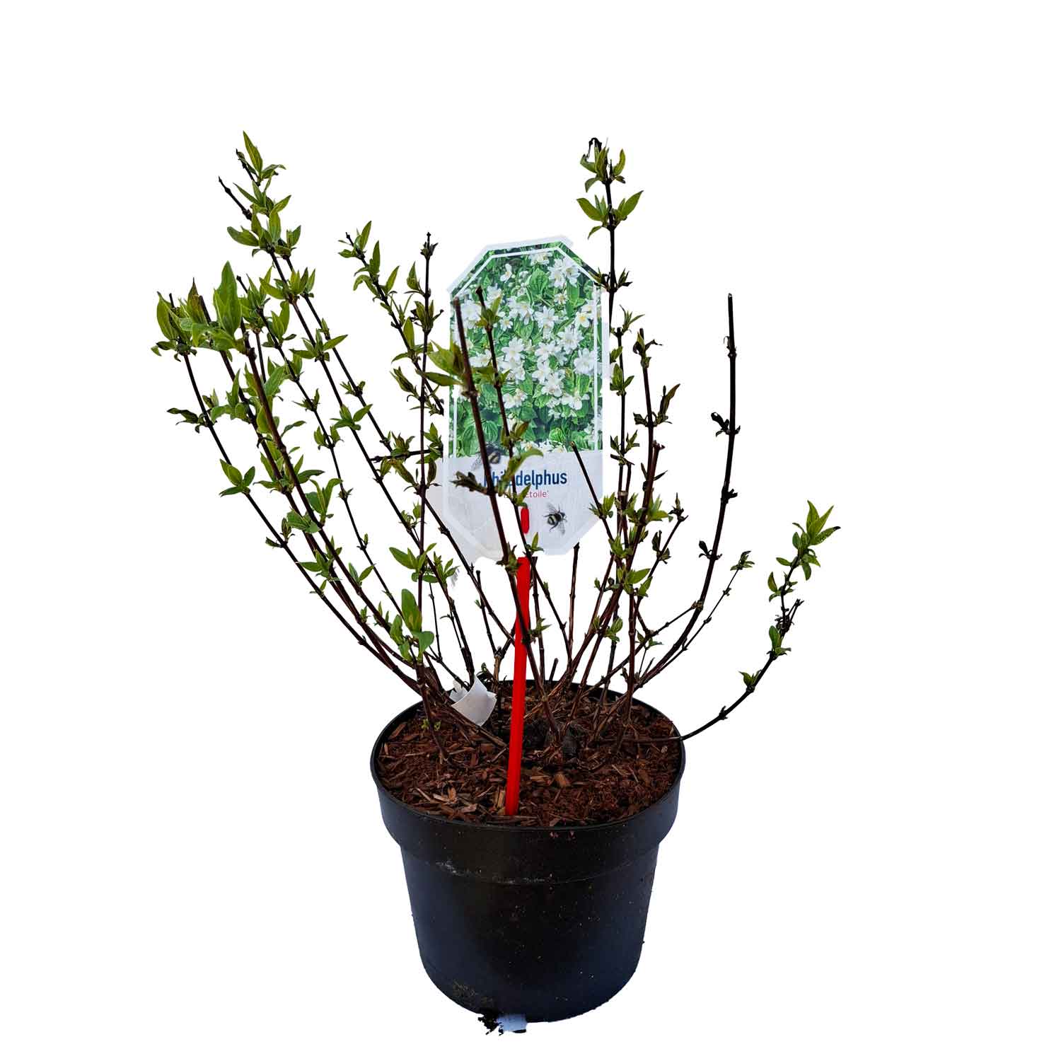 Philadelphus 'Belle Etoile' 30/40 C3
