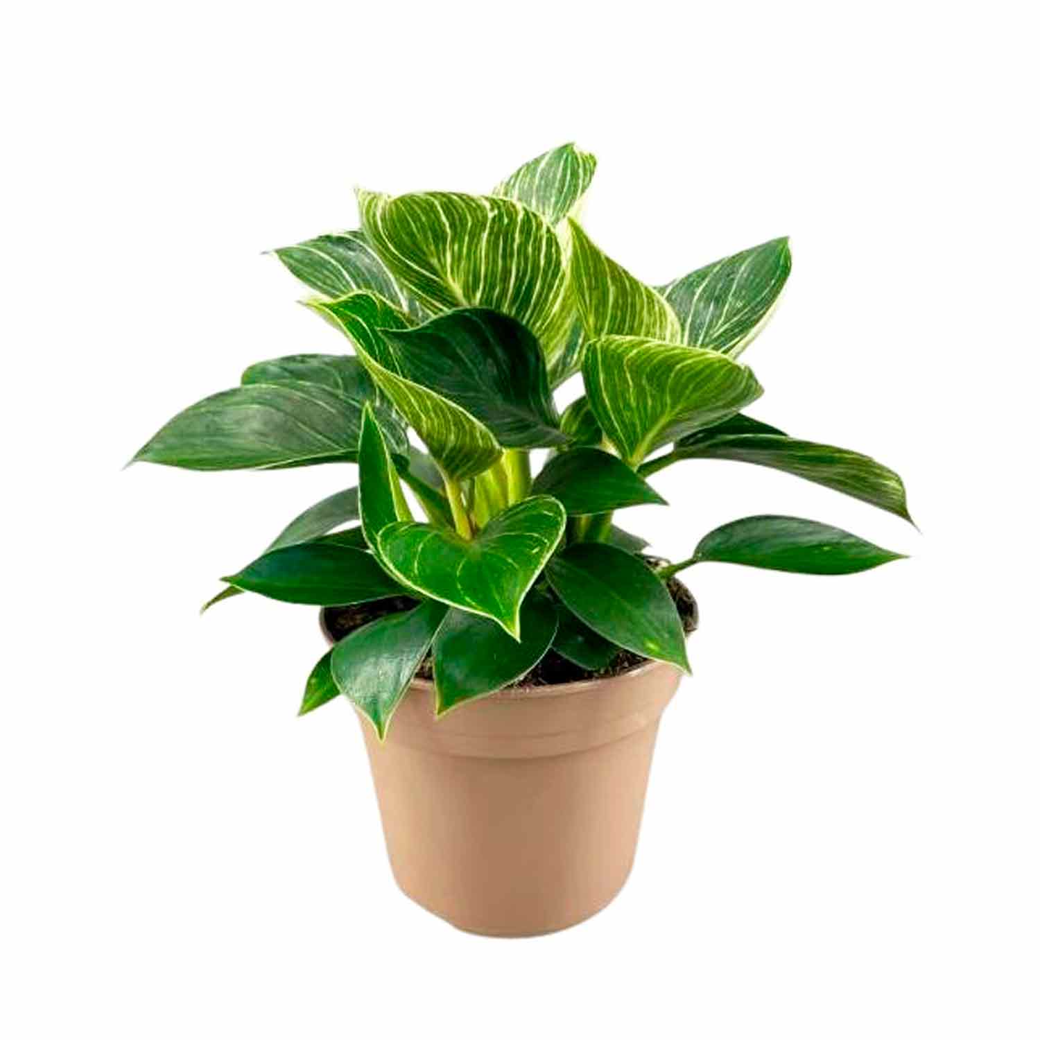 Philodendron 'Birkin' 15cm