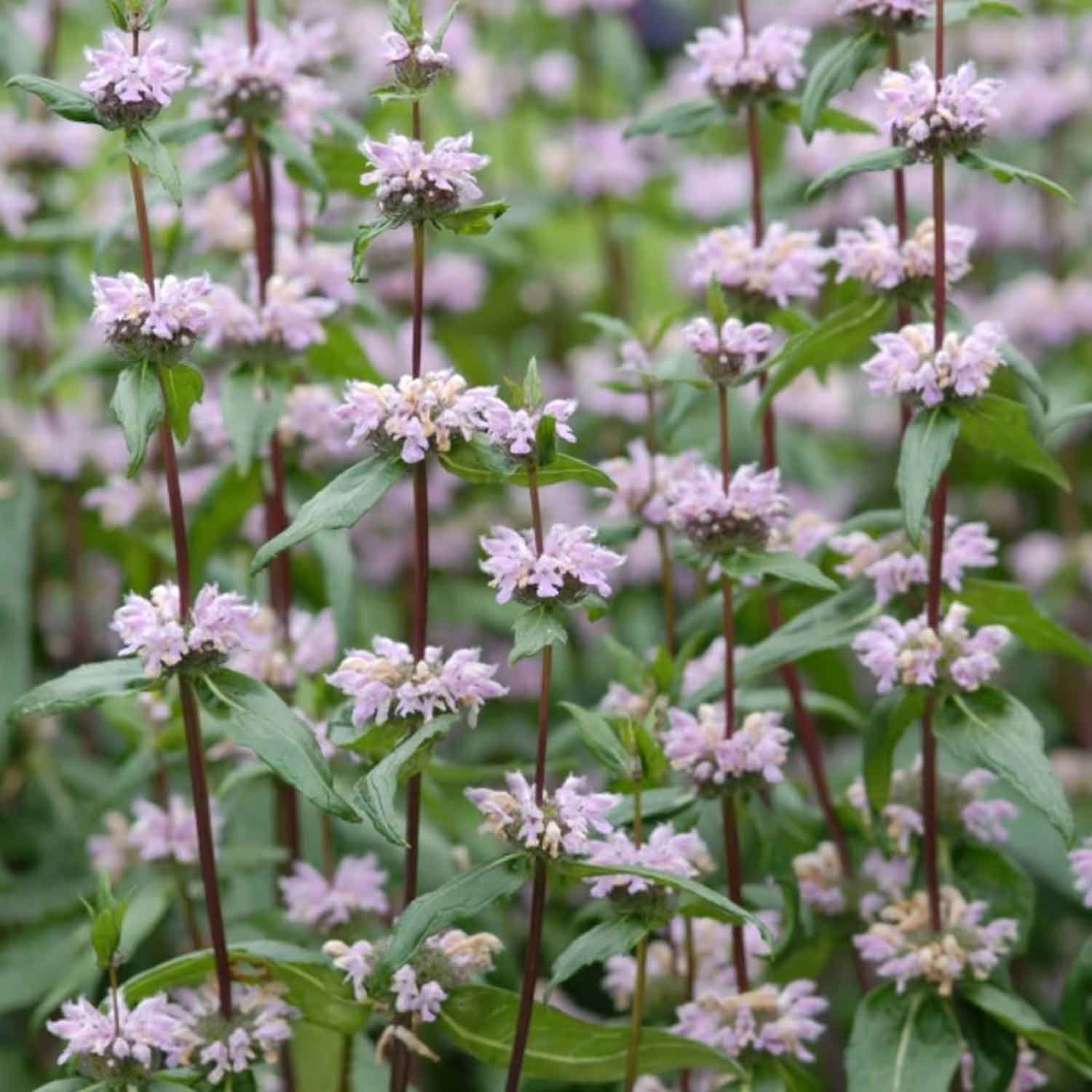 Phlomis tuberosa 'Amazone' P9