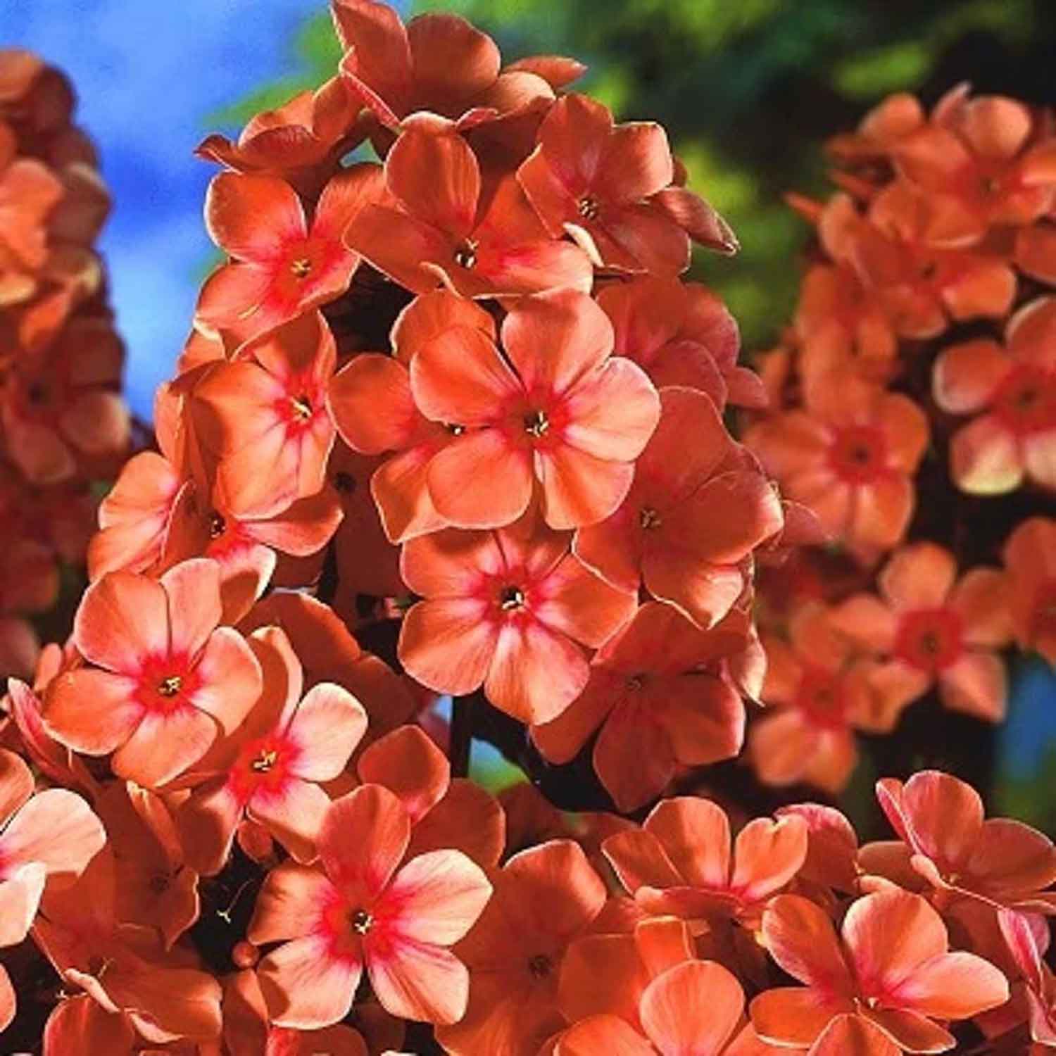 Flox (P) 'Orange Perfection' P9