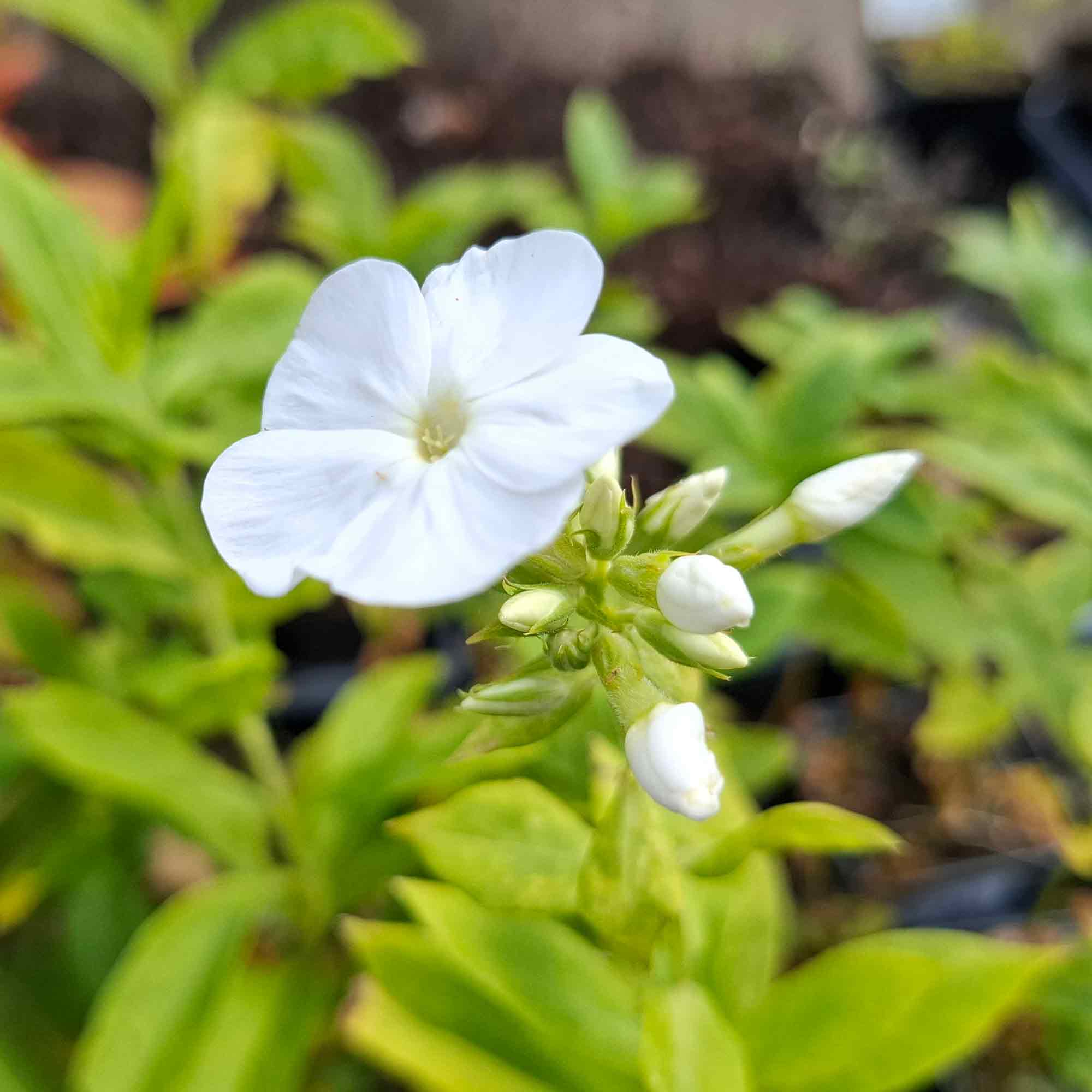 Flox (P) 'White Admiral' P9