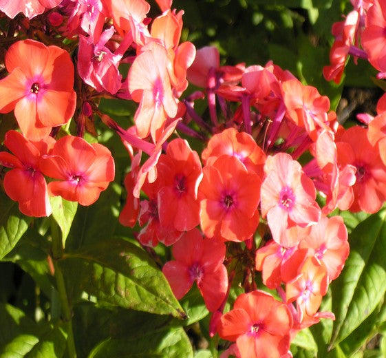 Phlox pan. 'Orange Perfection' 1L