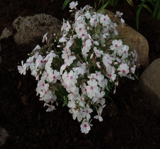 Phlox subulata 'Amazing Grace' 11C