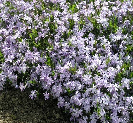 Phlox subulata 'Emerald Cushion Blue' 11C